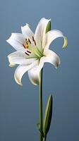 White lily flower wallpaper background. AI Generated, photo