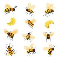 Bees lifecycle and portraits, honeybee and larva vector