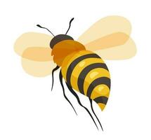 Bee insect, honeybee character in closeup vector