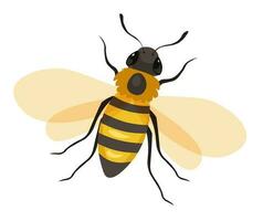 Bee flying, honeybee insect with wings vector