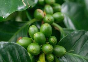 coffea tree es un género de plantas con flores cuyas semillas, llamadas granos de café, se utilizan para hacer diversas bebidas y productos de café. foto