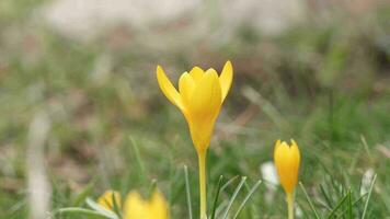 Magenta and golden snow crocus flowers video