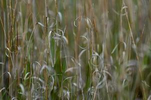 Grass texture abstract patterns, Exploring the Essence of Abstracted Grassland photo