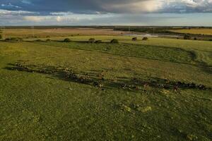 Aerial view of a troop of steers for export, cattle raised with natural pastures in the Argentine countryside. photo