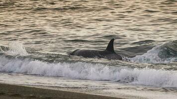 asesino ballena caza mar leones en el paragoniano costa, Patagonia, argentina foto