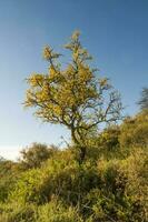 caldén bosque, floreció en primavera, la pampa argentina foto