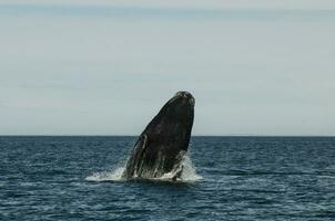 ballena saltando en península Valdés, Patagonia, argentina foto