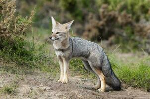 Pampas Grey fox in Pampas grass environment, La Pampa province, Patagonia, Argentina. photo