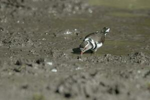 Three banded plover, Africa photo