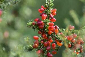 Small red wild fruits in the Pampas forest, Patagonia, Argentina photo