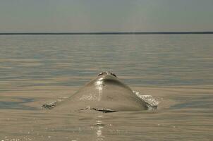 Whale breathing, Peninsula Valdes,, Patagonia, Argentina photo