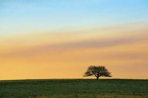 Lonely tree in the pampas plain, Patagonia, Argentina photo