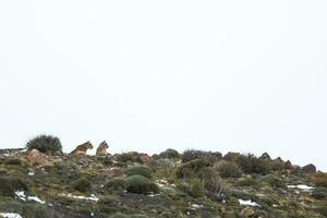 Puma walking in mountain environment, Torres del Paine National Park, Patagonia, Chile. photo