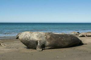 Male elephant seal, Peninsula Valdes, Patagonia, Argentina photo