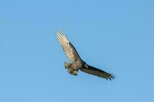 Turkey Vulture, ,planning in flight, Patagonia, Argentina photo