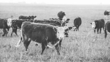 Cattle looking to the camera, Patagonia, Argentina photo