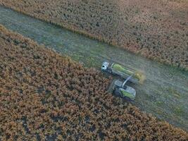sorgo cosecha, en la pampa, argentina foto