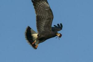 Snail Kite , Ibera Marsh National Park , Corrientes  province, Patagonia , Argentina. photo