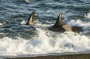 Killer whale hunting on the paragonian coast, Patagonia, Argentina photo