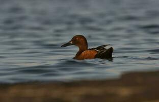 Cinnamon teal in lagoon environment, La Pampa Province, Patagonia, Argentina. photo