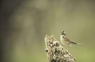 Rufous collared Sparrow, Pampas, Patagonia, Argentina photo