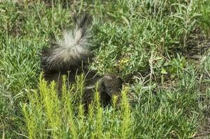 Hog nosed skunk, La Pampa province, Patagonia Argentina photo