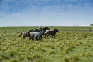 Herd of horses in the coutryside, La Pampa province, Patagonia,  Argentina. photo