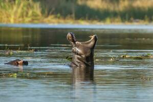 Hippopotamus , Kruger National Park , Africa photo