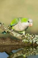 Parakeet perched on a branch of Calden , La Pampa, Patagonia, Argentina photo