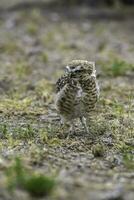 Burrowing Owl perched, La Pampa Province, Patagonia, Argentina. photo