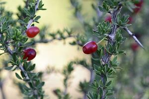 Red Wild fruits,called piquillin, in Patagonia Forest, Argentina photo