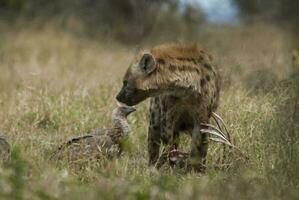 Hyena eating, Kruger National Park, South Africa. photo