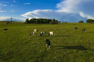 Cows fed with natural grass in pampas countryside, Patagonia, Argentina. photo