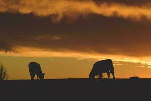 vacas alimentado césped, en campo, pampa, patagonia,argentina foto