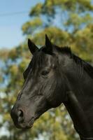 Black breeding horse, Portrait, La Pampa Province, Patagonia, Argentina. photo