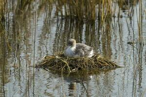 Silvery Grebe , Patagonia, Argentina photo