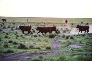 Cows in Countryside, Pampas, Argentina photo