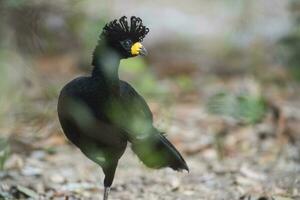 Bare faced Curassow, in a jungle environment, Pantanal Brazil photo