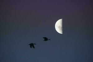Birds and moon landscape photo