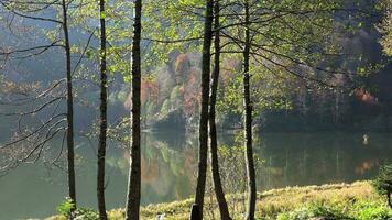 calma lago y maravilloso pacífico sitio en el bosque video