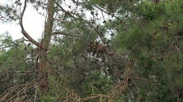 süß und schläfrig Bär Baby Jungtier sitzt auf Baum Geäst im natürlich wild Wald video