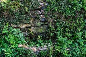 Old stone wall overgrown with climbing plants photo