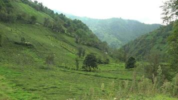 campesino trabajadores cosecha té en el verde Fresco té campo video