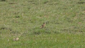 une peu oiseau en chantant seul dans Prairie video