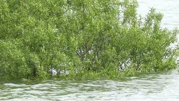 des arbres dans inonder avec en hausse l'eau niveau video