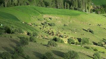 manada de vacas pasto en verde Fresco herboso prado video