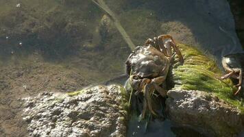 Crab in Muddy Turbid Water video