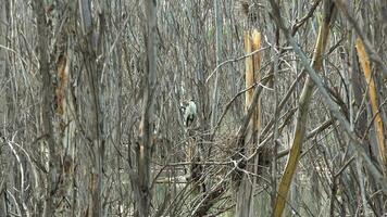 grijs reiger Aan droog bladerloos boom takken in overstroming meer water video