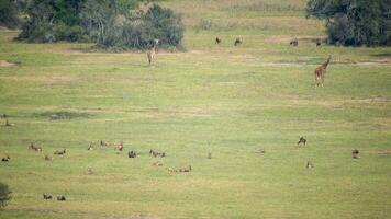 mixte faune animaux dans le la norme Naturel africain savane video