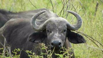 real salvaje africano búfalo en África sabana video